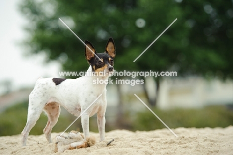 Toy Fox Terrier on sand