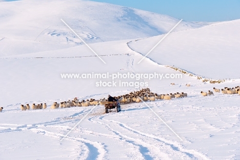 Scottish Blackface ewes in distance with farmer