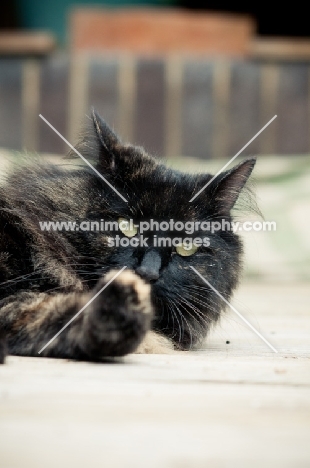 non pedigree cat licking paw