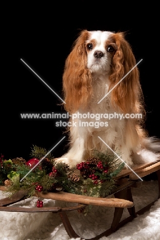 cavalier king charles spaniel on sleigh