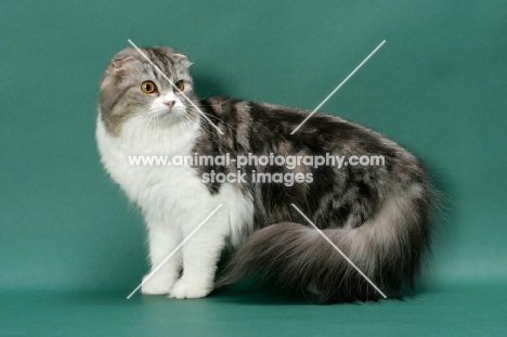 Silver Classic Tabby & White Scottish Fold Longhair
