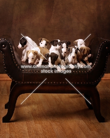 group of Whippet puppies on sofa