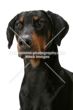 Australian Champion Dobermann head study