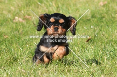 Cavalier King Charles Spaniel puppy