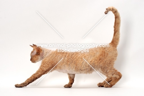 Devon Rex stretching in Studio, chocolate mackerel torbie colour