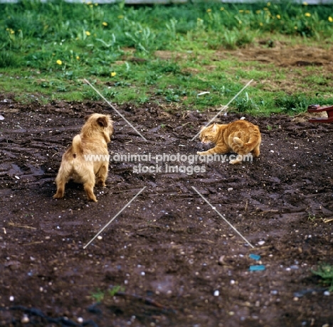 norfolk terrier and cat having a confrontation