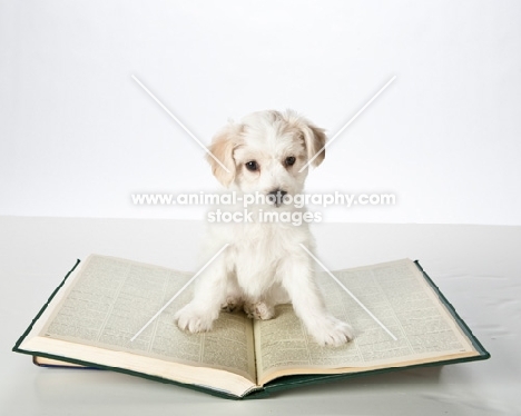 Mongrel puppy on book
