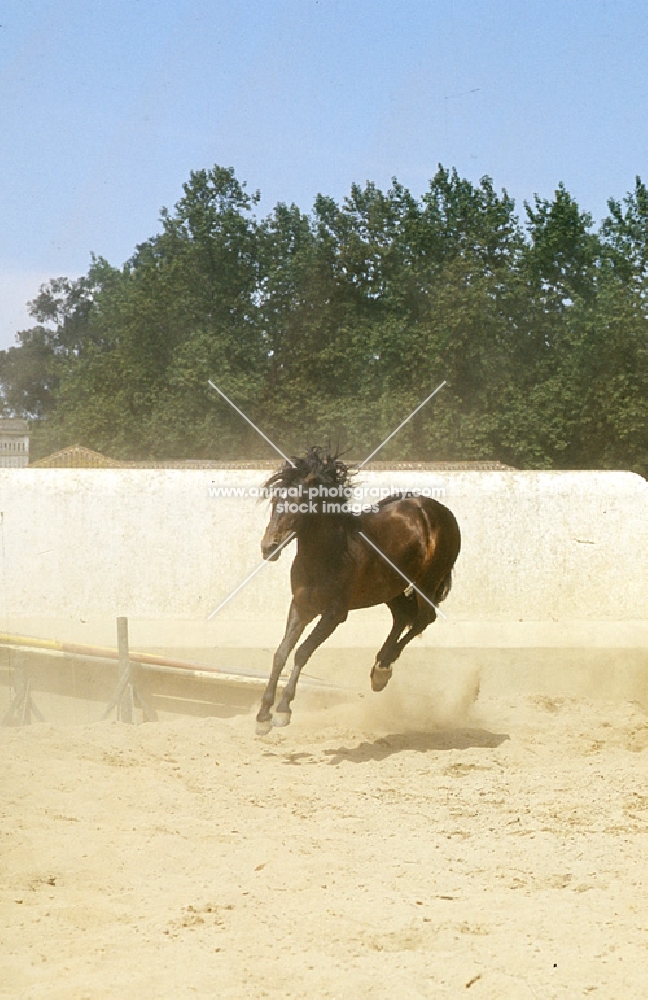 lusitano stallion bucking in enclosure in portugal