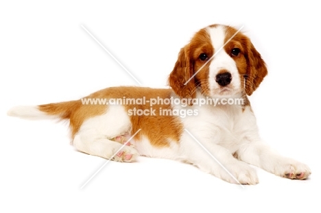 Welsh Springer Spaniel