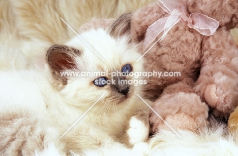birman kitten amongst fluffy rug and cuddly toys