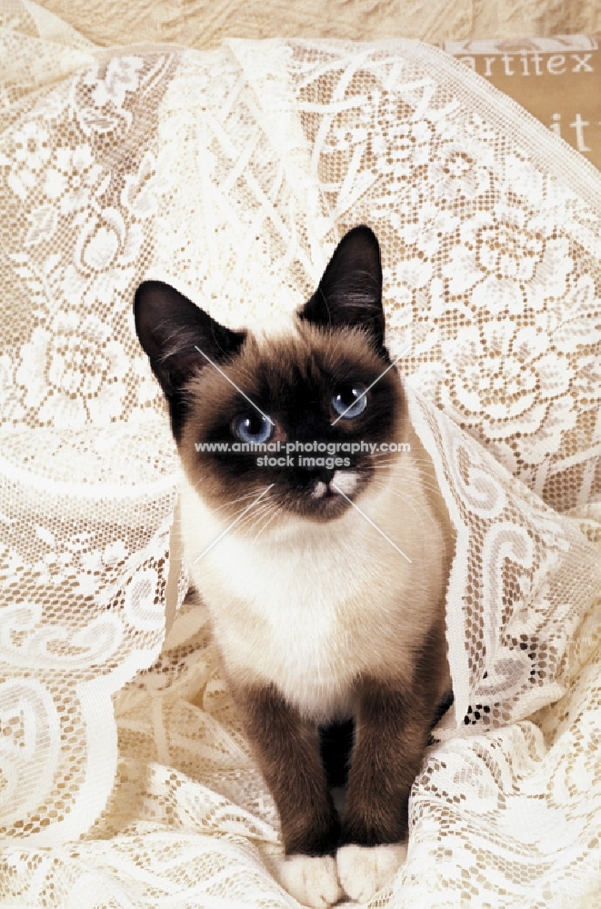 young snowshoe cat amongst embroided cloth