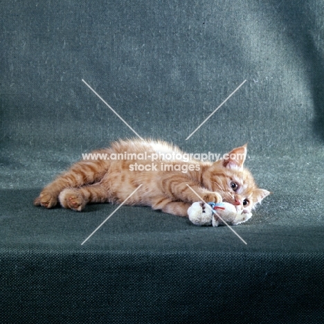 red tabby long hair kitten playing