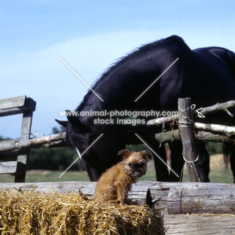 undocked griffon puppy & horse