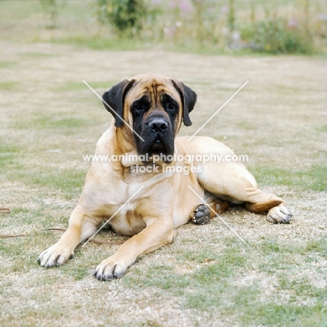 Baron winston of buckhall, mastiff lying on grass