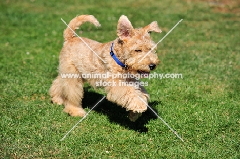 Lakeland Terrier running on grass