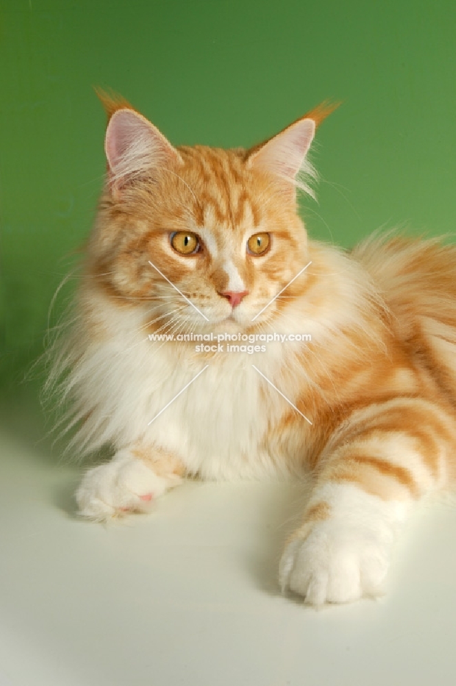 maine coon, red and white tabby cat lying on green brackground