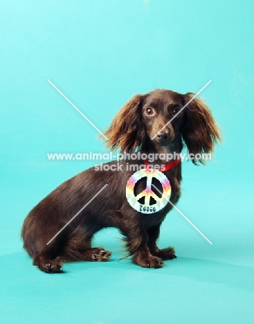 miniature longhaired Dachshund with peace symbol