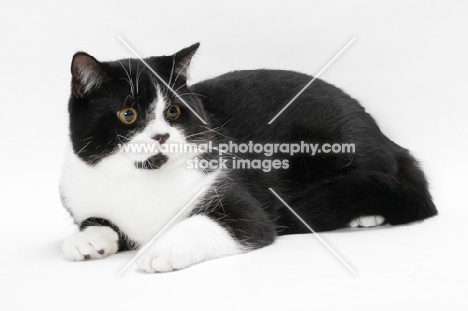 British Shorthair lying down