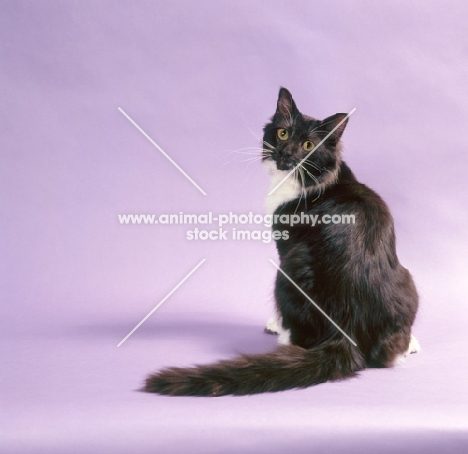 back view of York Chocolate cat on purple background