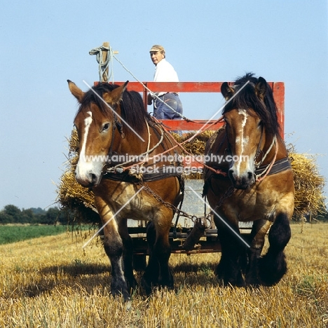 Strauken and La Fille, two Belgians pulling haywain at harvest in Denmark