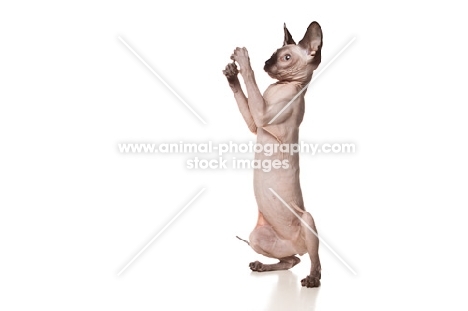 Young Sphynx cat on hind legs