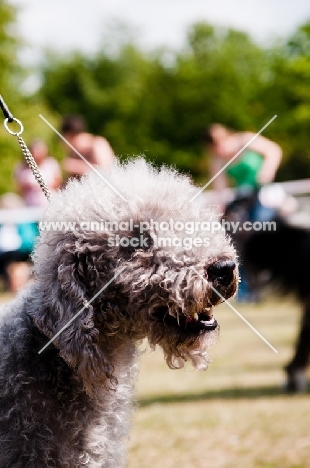 Bedlington Terrier 