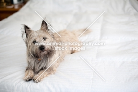 Shaggy wheaten Cairn terrier lying on bed.