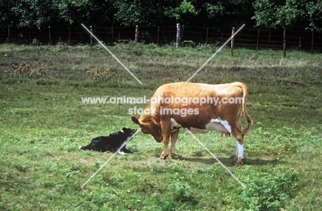 border collie attempting to work cattle