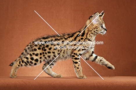 young Serval walking in studio