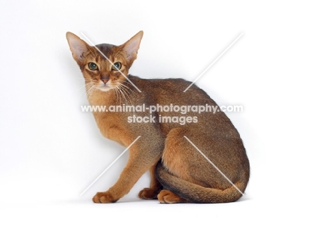 female, ruddy Abyssinian