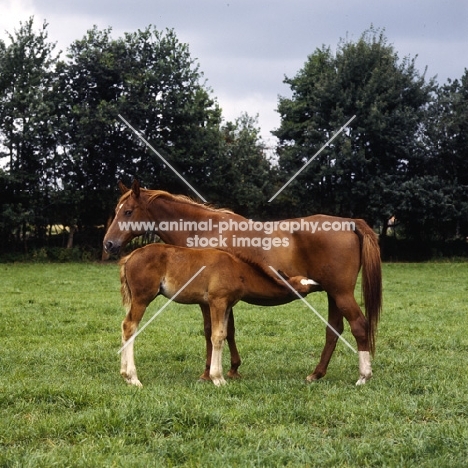 Hanoverian mare with foal suckling