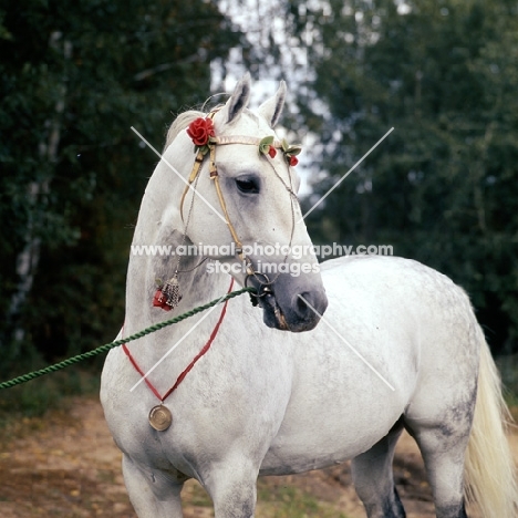 pion, orlov trotter with beautiful bridle and medal on his neck, pion is the most influencial breeding stallion in the past 30 years