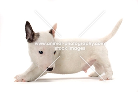 miniature Bull Terrier puppy on white background