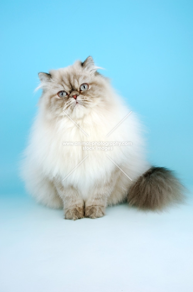 blue tabby colourpoint cat. (Aka: Persian or Himalayan)