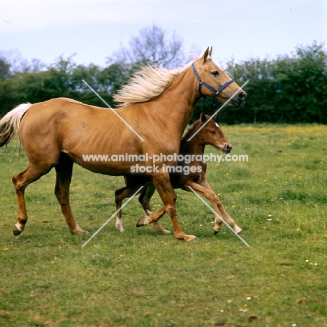 palomino mare and foal trotting and cantering together