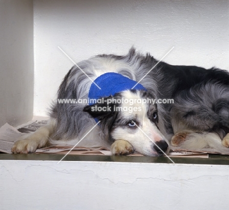 border collie lying with bandaged head at vet's surgery