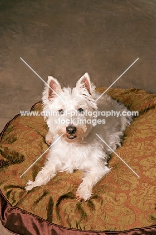 West Highland White Terrier (Westie) on dog bed