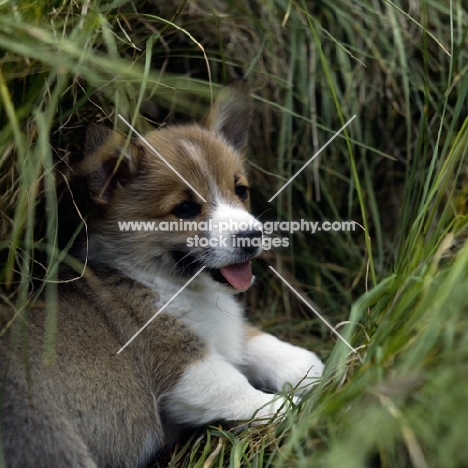 pembroke corgi puppy lying in long grass