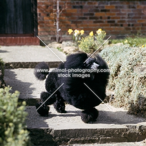champion black miniature poodle standing in strong wind