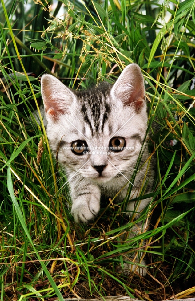 silver tabby British Shorthair kitten walking through grass