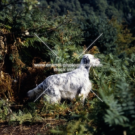 english setter in woods