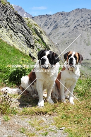 two Saint Bernards in Swiss Alps (near St, Bernard Pass)