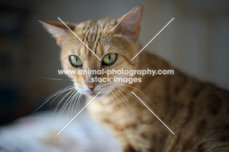 close-up of a golden bengal cat