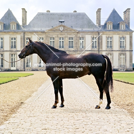 selle français stallion at haras du pin, french saddle horse