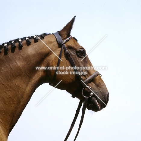 Holstein head stallion head study at Elmshorn, germany