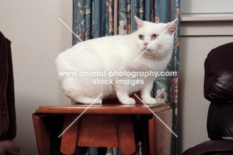 white Manx cat crouching on table