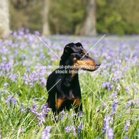 keyline gloriana, manchester terrier, head study among bluebellls