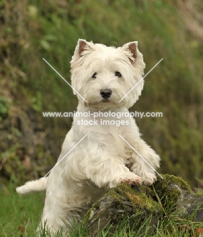 West Highland White (aka Westie, Poltalloch terrier, Roseneath terrier)