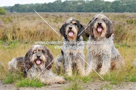 three Griffon Bleu de Gascogne dogs