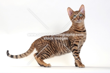 Toyger cat on white background, Brown Mackerel Tabby colour